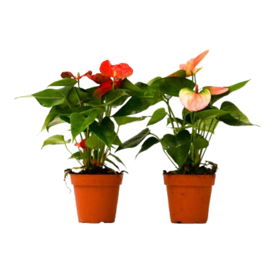 2 Anthurium Variety Pack - 4" Pots