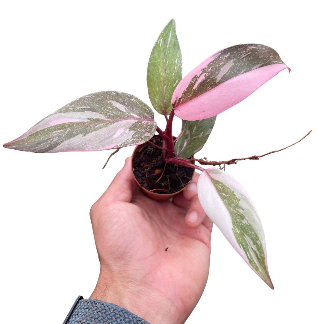 Philodendron 'Marble Pink Princess'