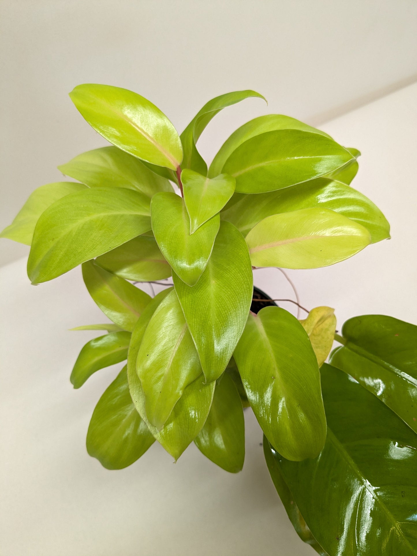 Philodendron 'Lemon Lime'