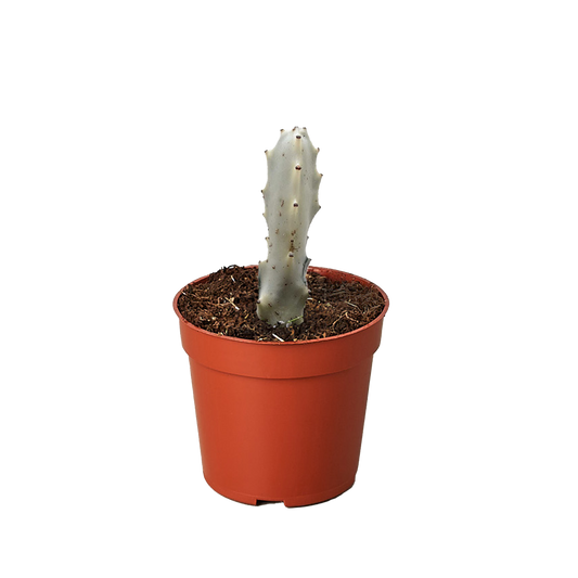 Succulent Euphorbia 'Dragon Bone'