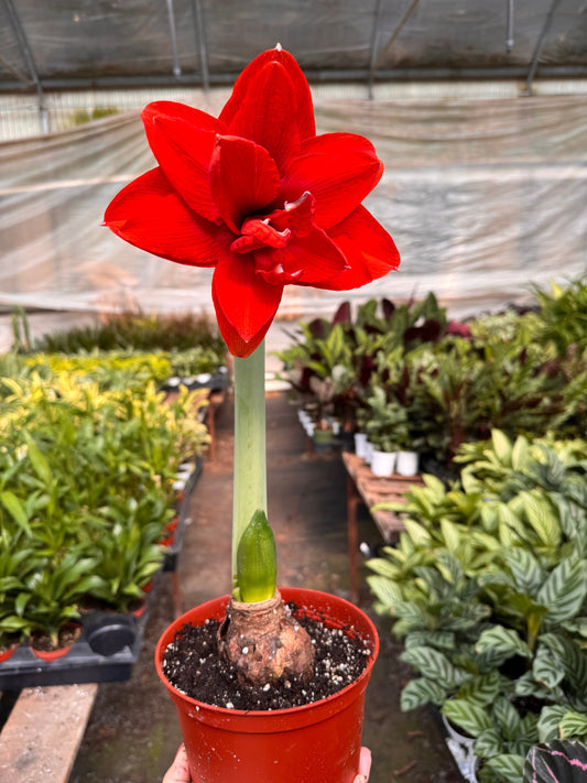Hippeastrum Amaryllis Red