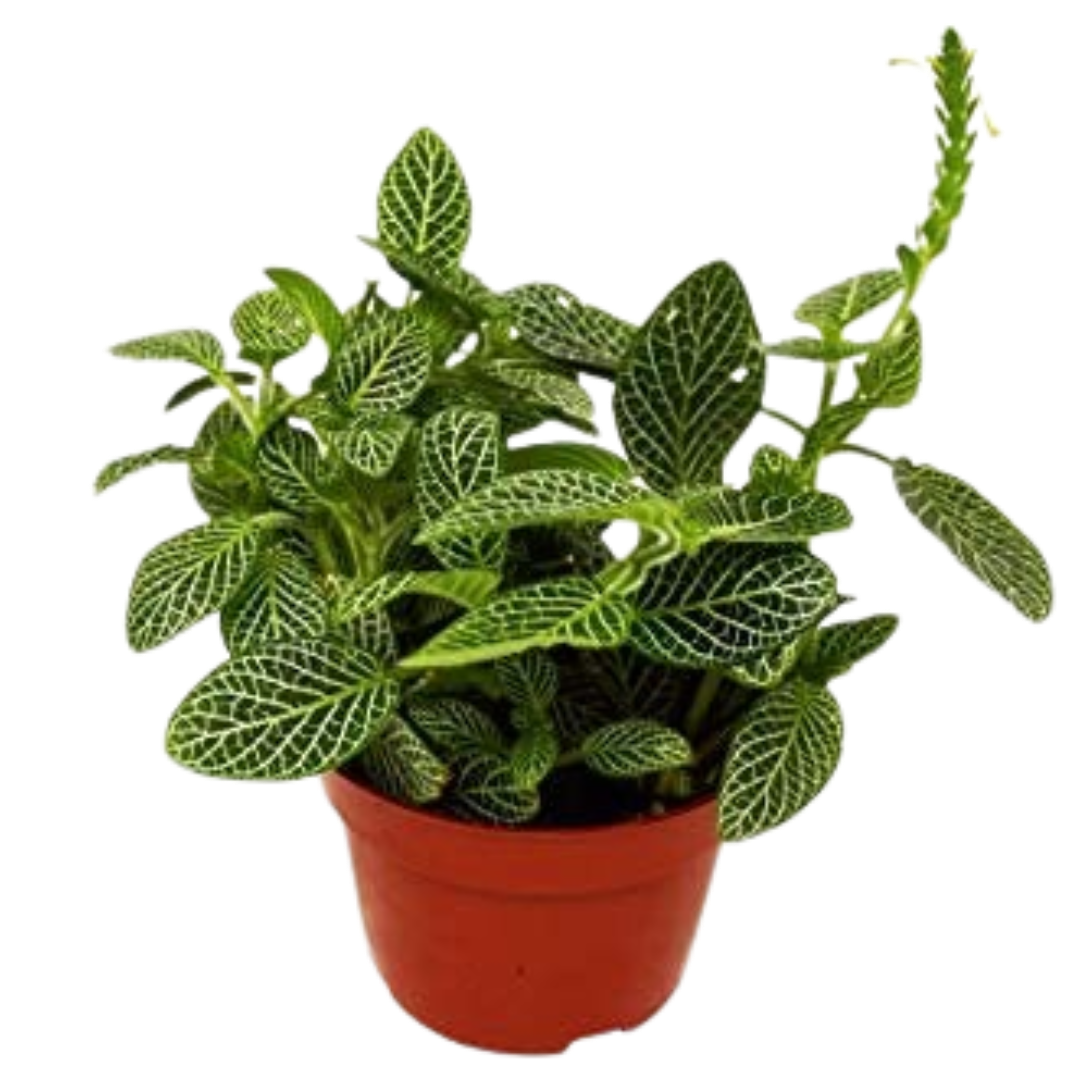 Fittonia 'White Nerve Plant' - 4" Pot - NURSERY POT ONLY