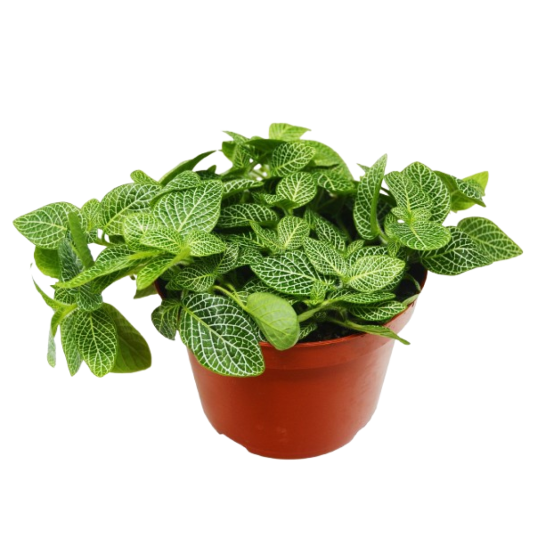 Fittonia 'White Nerve Plant' - 6" Pot - NURSERY POT ONLY