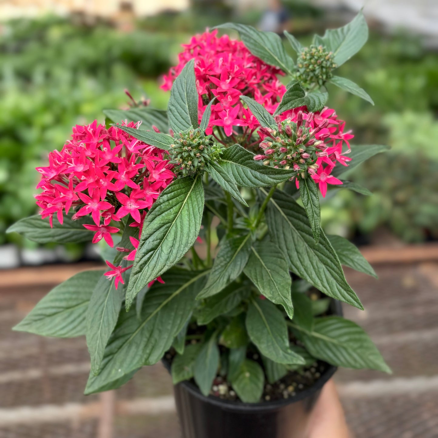 Pentas Red