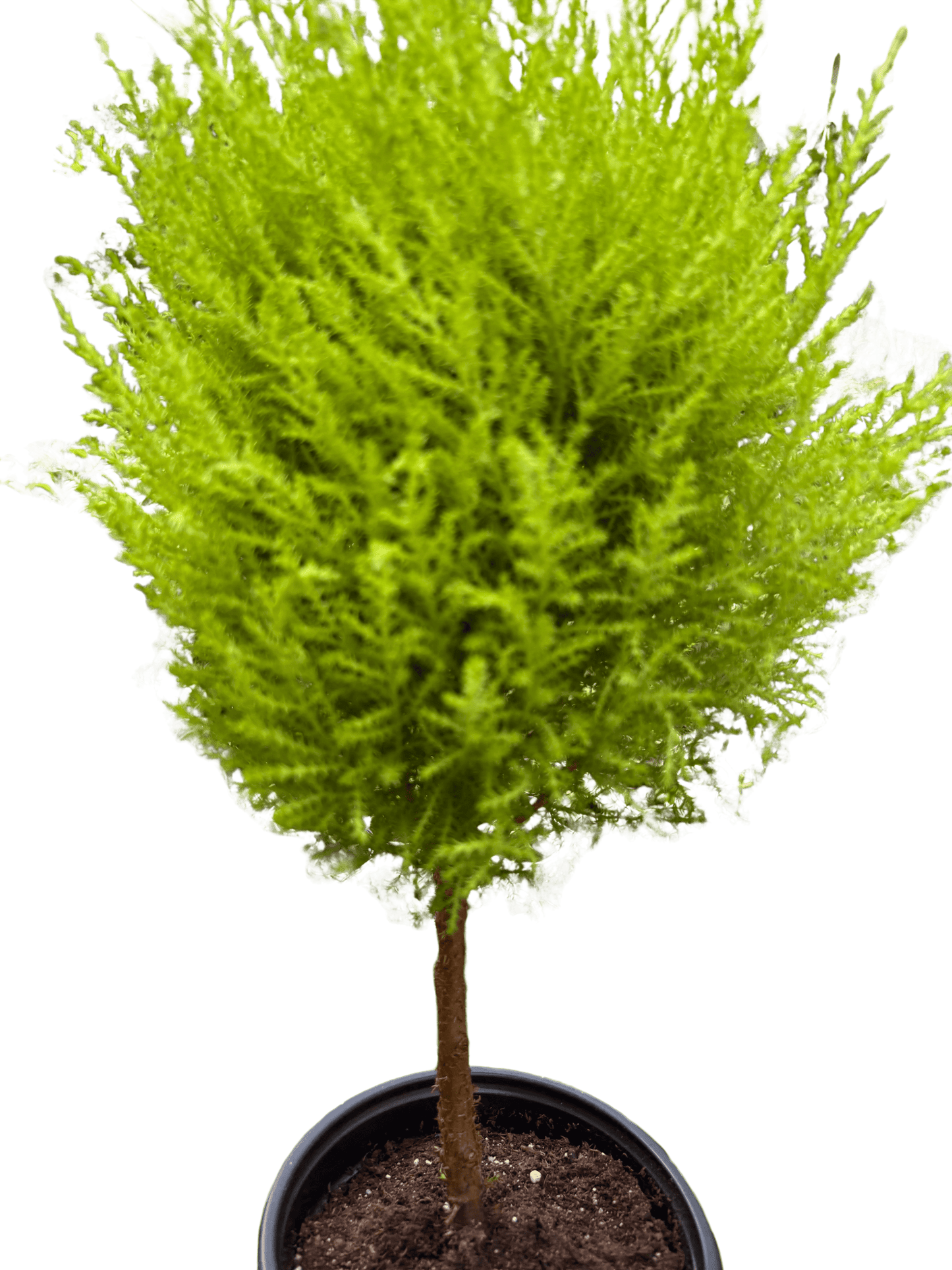 Cypress Lemon Topiary