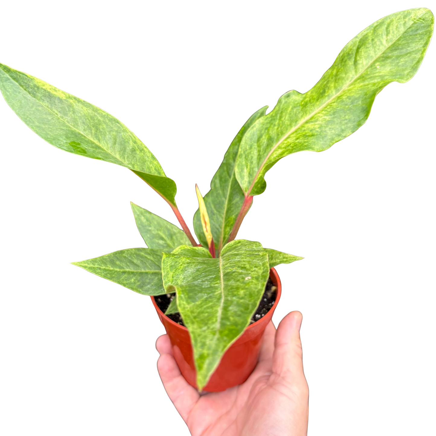 Anthurium 'Renaissance'