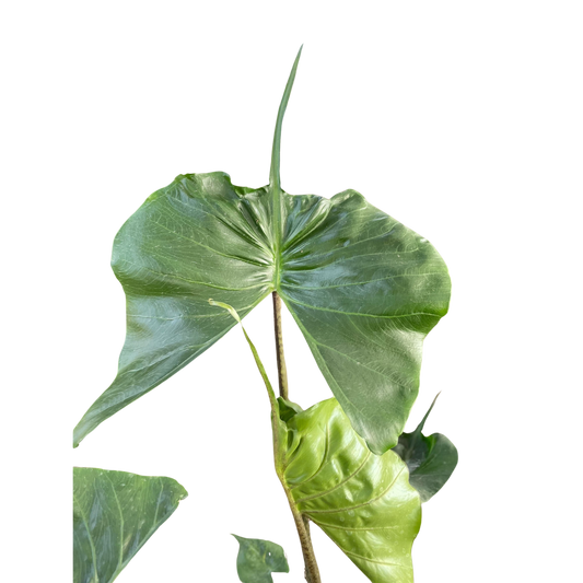 Alocasia macrorrhizos 'Stingray'