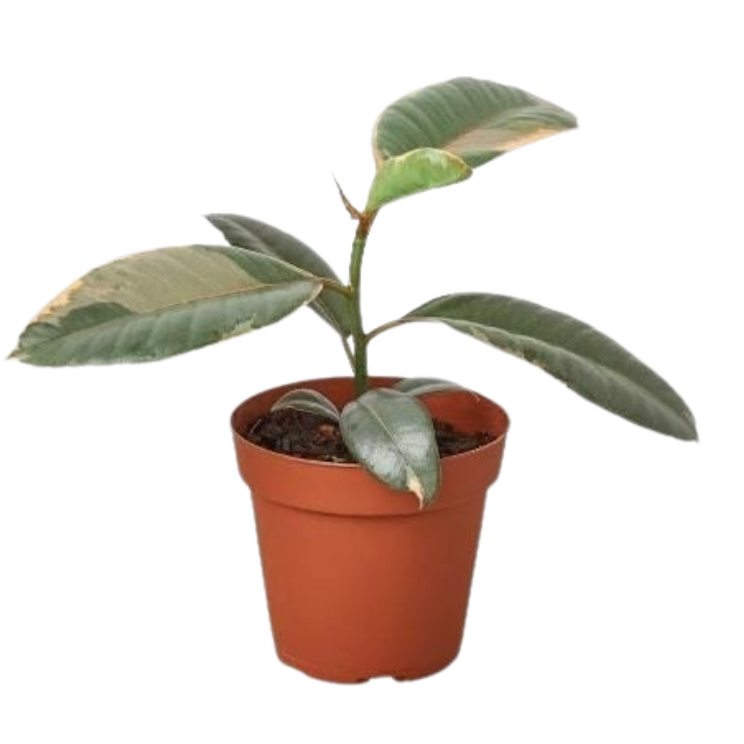 Ficus Elastica 'Ruby Pink' - 6" Pot - NURSERY POT ONLY