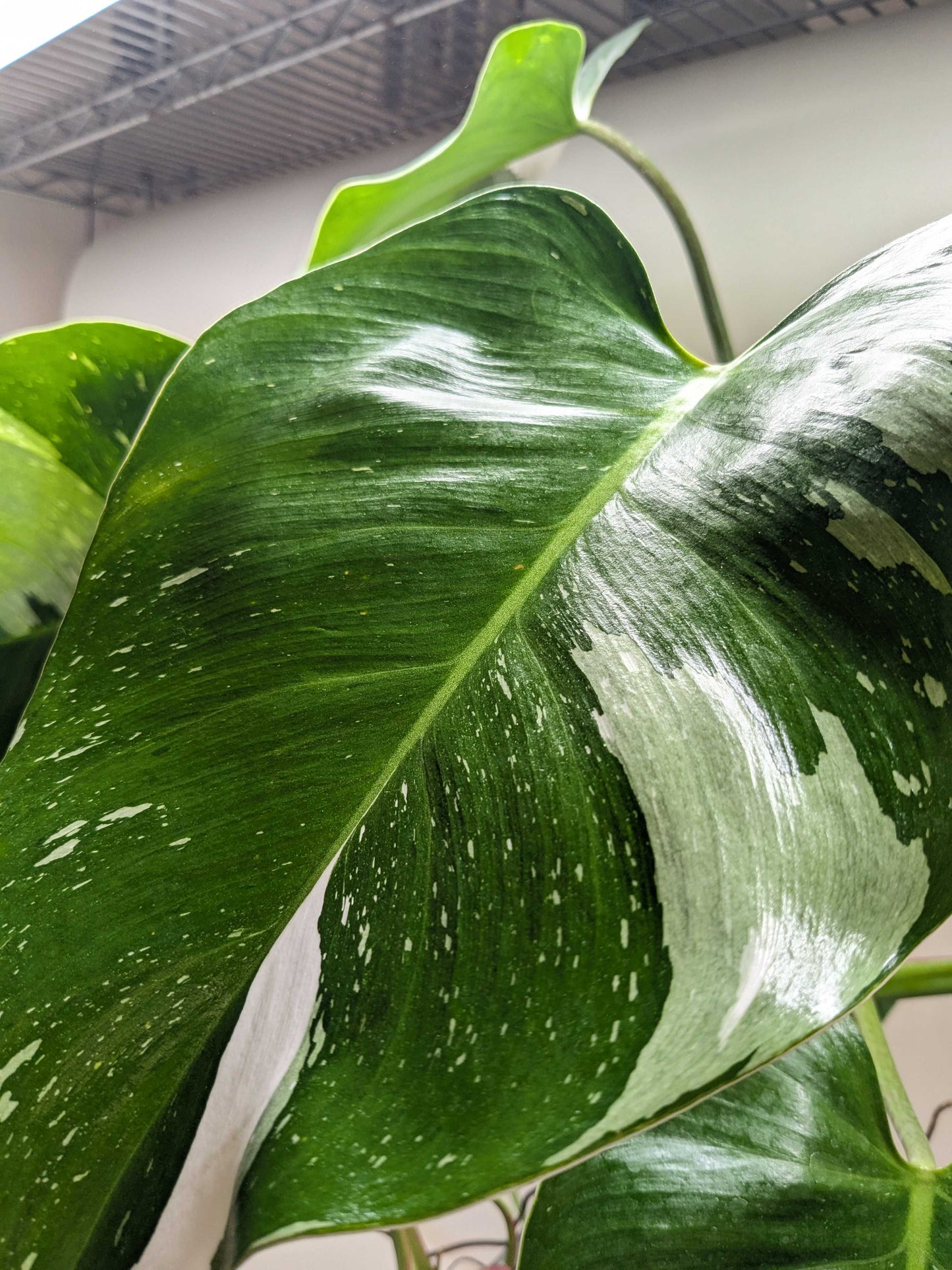 Philodendron 'White Princess'