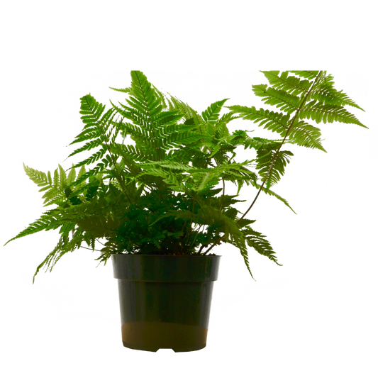 'Autumn' Fern - 6" Pot - NURSERY POT ONLY