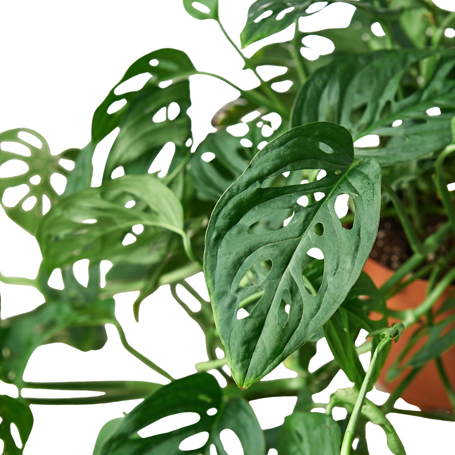 Monstera Adansonii 'Swiss Cheese'