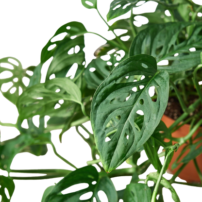 Monstera Adansonii 'Swiss Cheese'