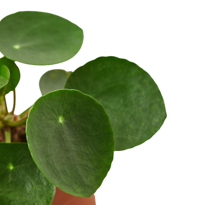 Pilea Peperomioides 'Chinese Money'