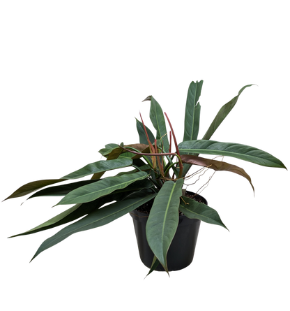 Philodendron Bicolor