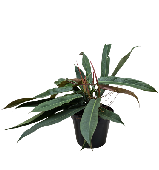 Philodendron Bicolor