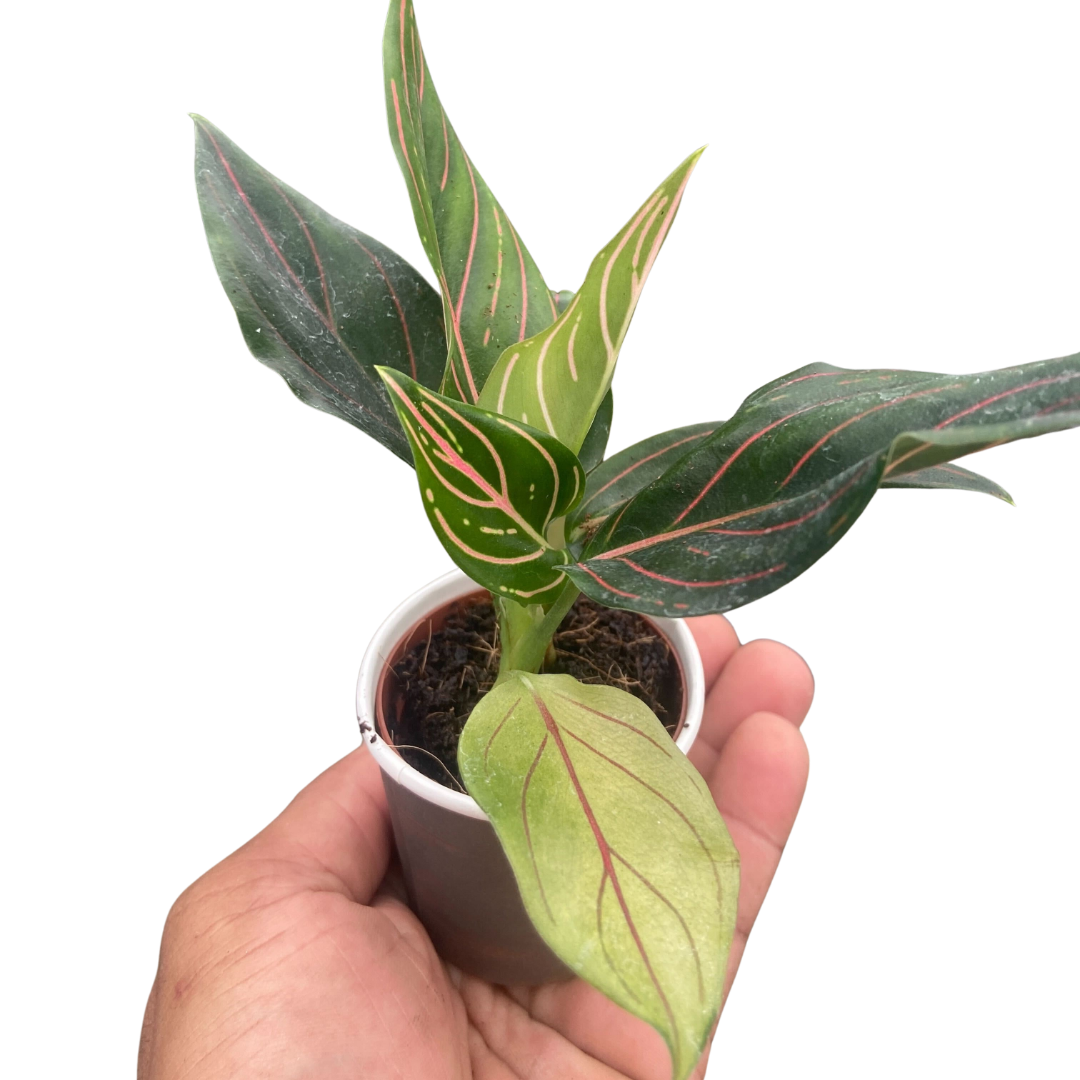 Chinese Evergreen 'Red Vein'