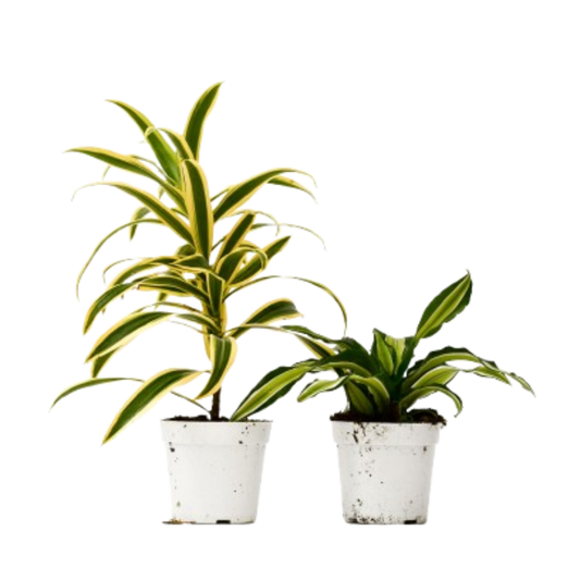 2 Dracaena Variety Pack - 4" Pot