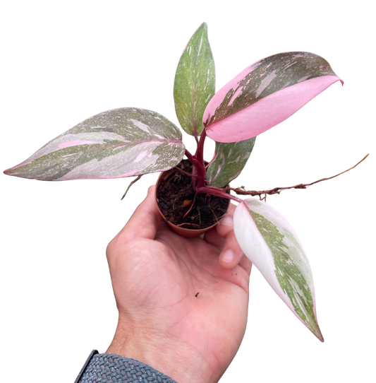 Philodendron 'Marble Pink Princess'