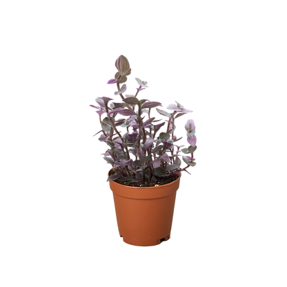 Tradescantia Callisia 'Pink Panther'