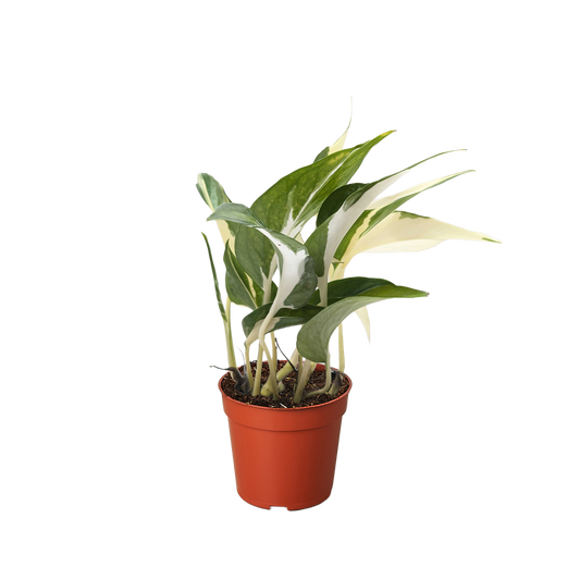 Pothos 'Mutant Manjula'