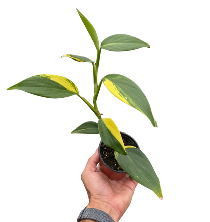 Scindapsus 'Coriaceus'