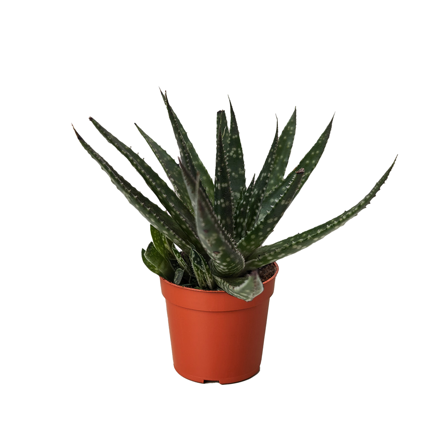 Succulent Haworthia Limifolia
