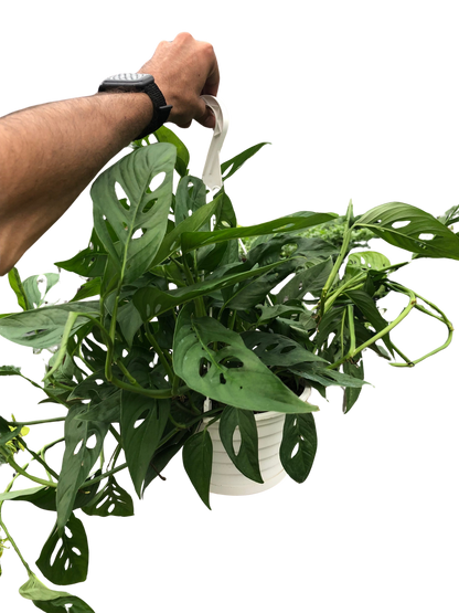 Monstera Adansonii 'Swiss Cheese'