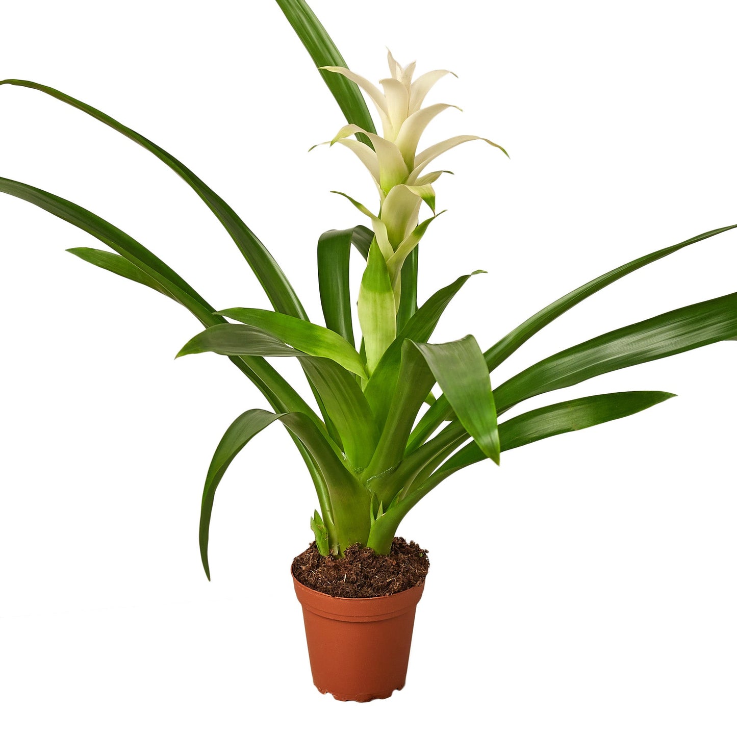 Bromeliad Guzmania 'White'