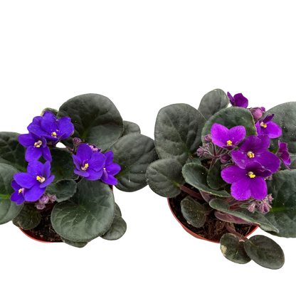African Violet