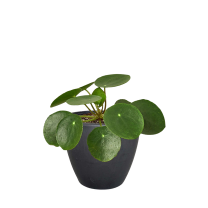 Pilea Peperomioides 'Chinese Money'