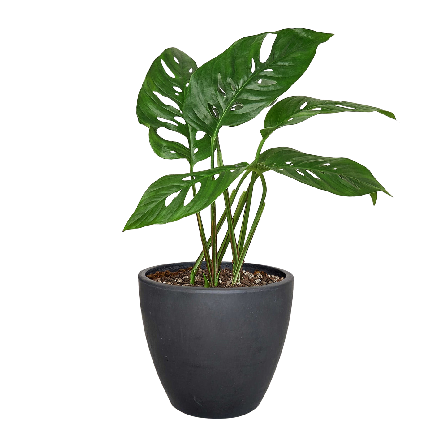 Monstera Adansonii 'Swiss Cheese'