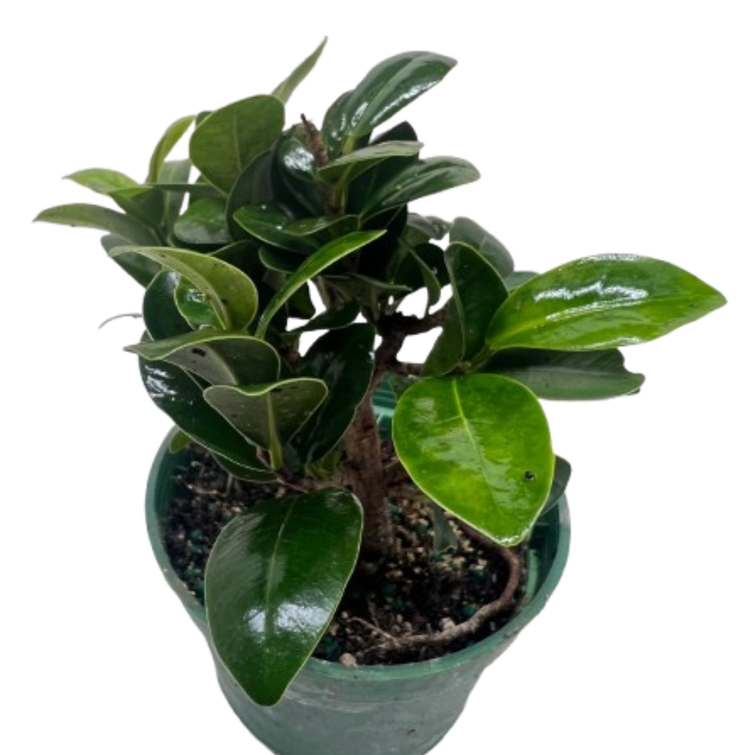 Bonsai Ficus Compacta