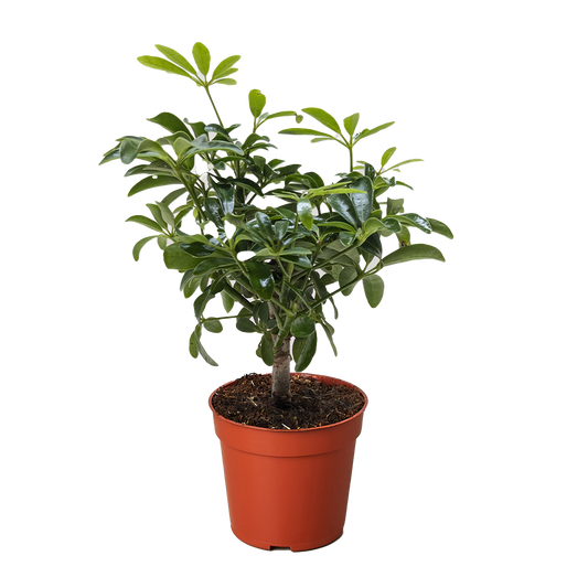 Bonsai Schefflera Arboricola