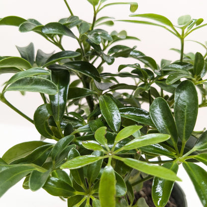Bonsai Schefflera Arboricola