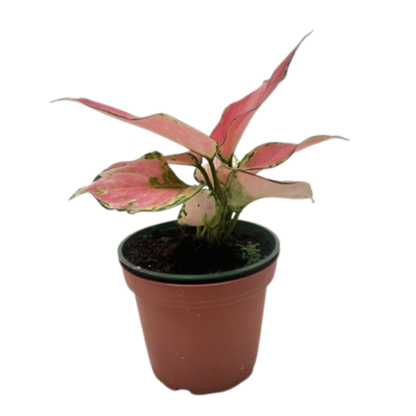 Chinese Evergreen 'Rich Red'