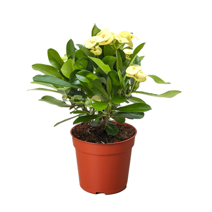 Crown of Thorns