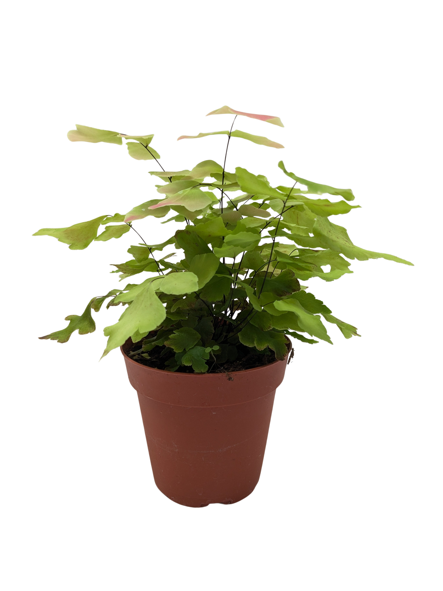 Fern Large Leaf Maidenhair