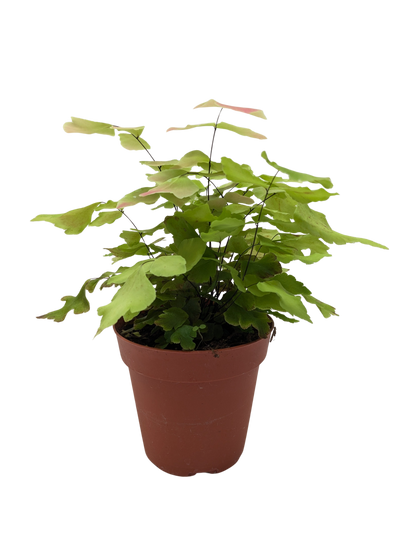 Fern Large Leaf Maidenhair