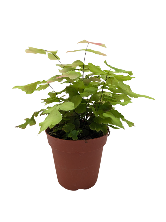 Fern Large Leaf Maidenhair