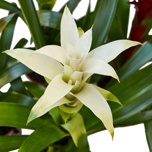 Bromeliad Guzmania 'White'