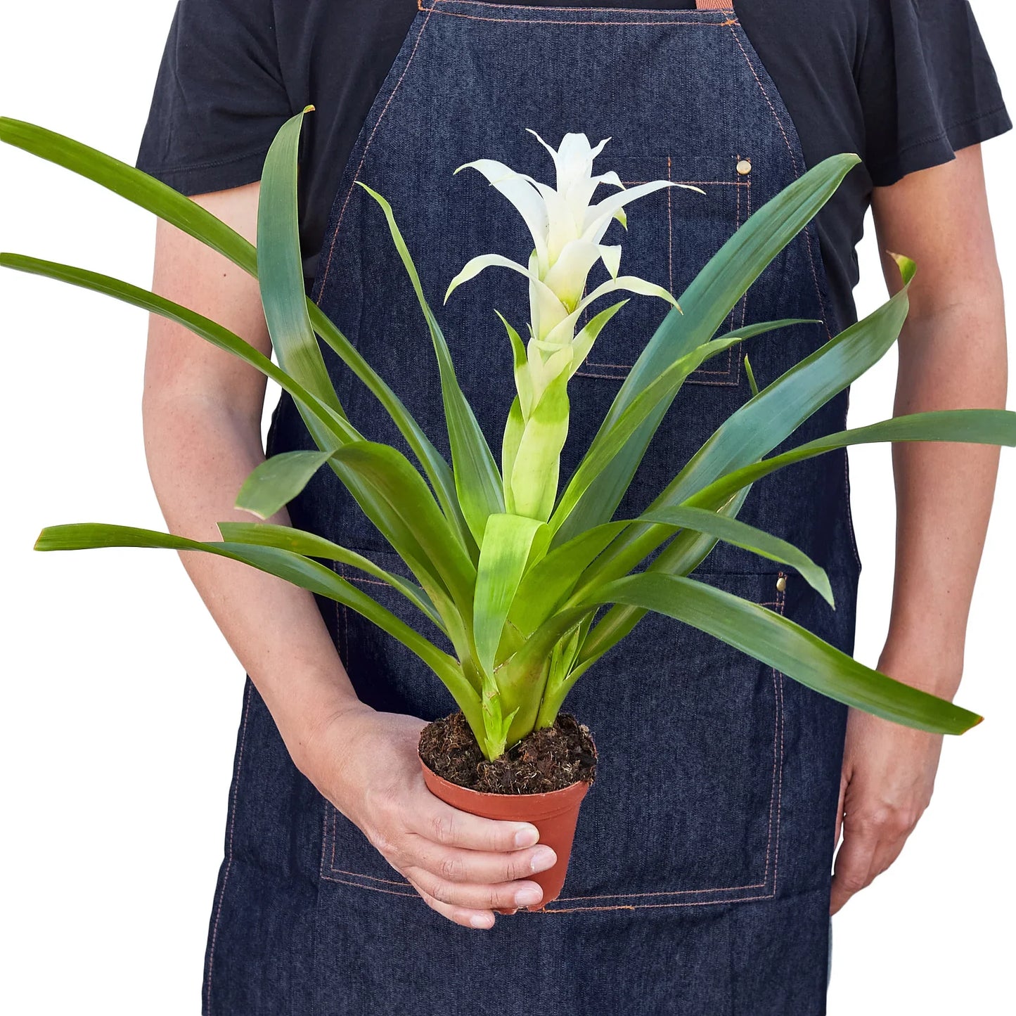 Bromeliad Guzmania 'White'