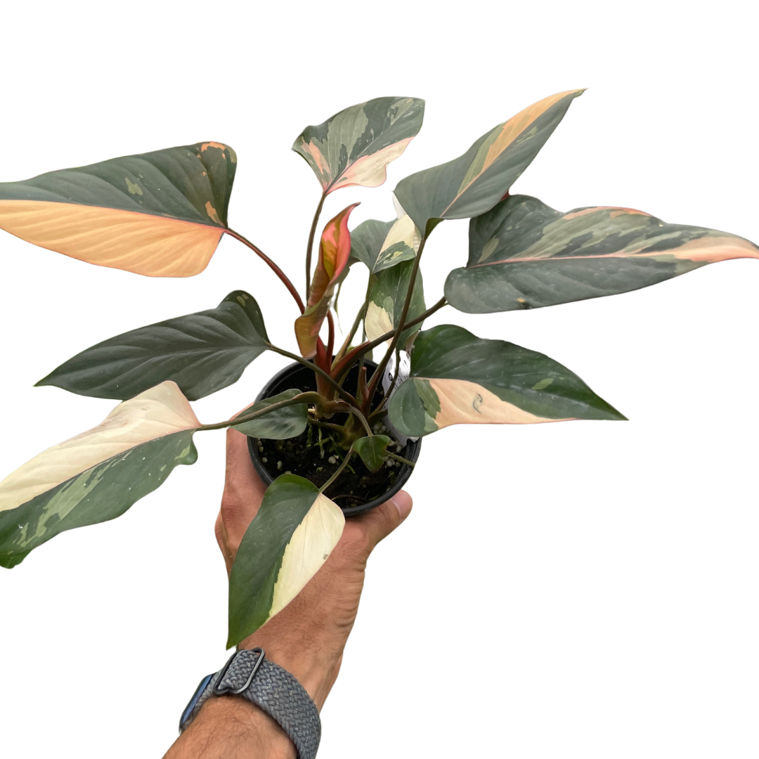 Homalomena Pink Diamond