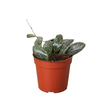 Hoya Sigillatis Round