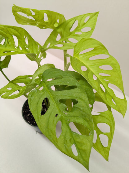 Monstera Adansonii 'Swiss Cheese Neon'