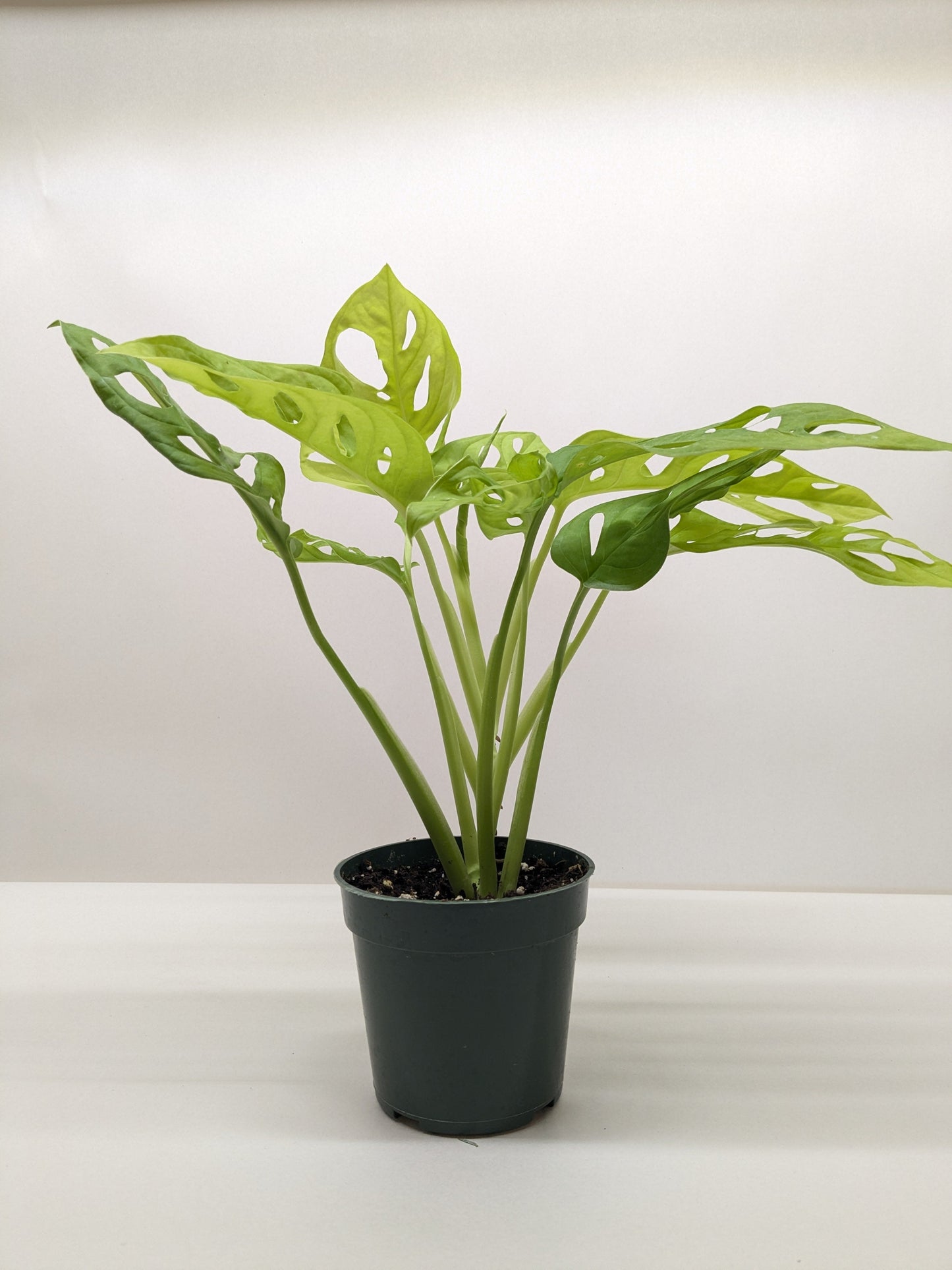 Monstera Adansonii 'Swiss Cheese Neon'
