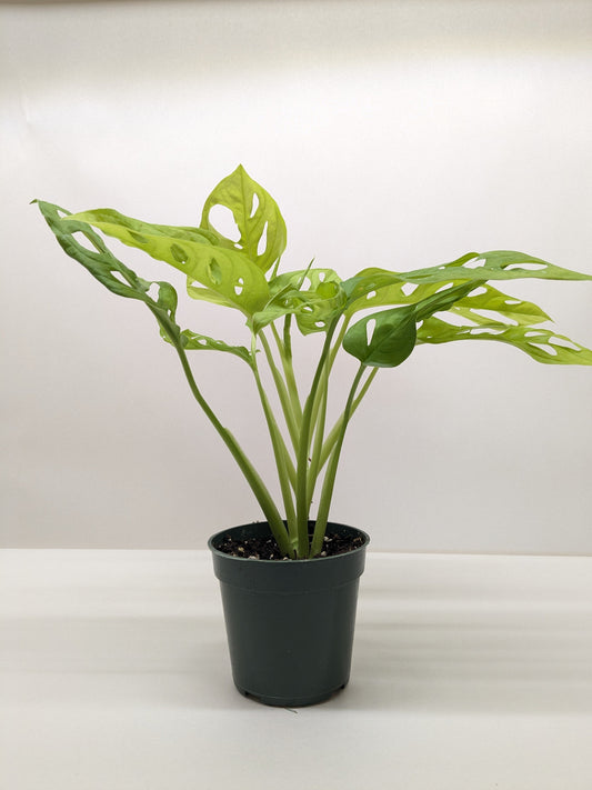 Monstera Adansonii 'Swiss Cheese Neon'
