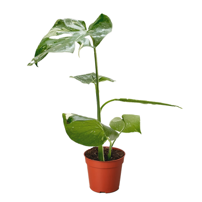 Monstera 'Thai Constellation'