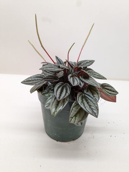 Peperomia 'San Marino'
