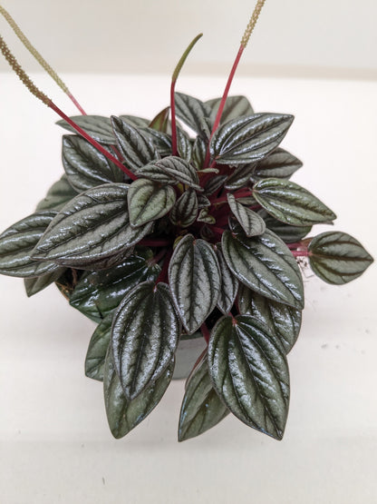 Peperomia 'San Marino'