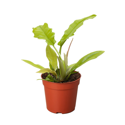 Philodendron 'Golden Crocodile'